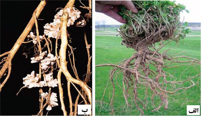 گره های ریشه یونجه